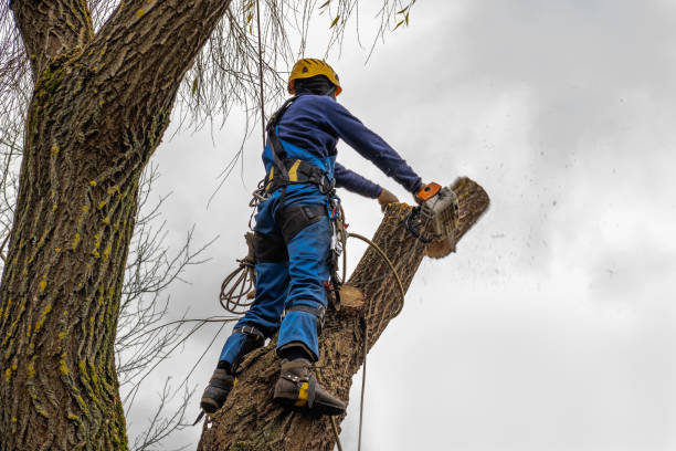 Best Tree Trimming and Pruning  in Grover Beach, CA